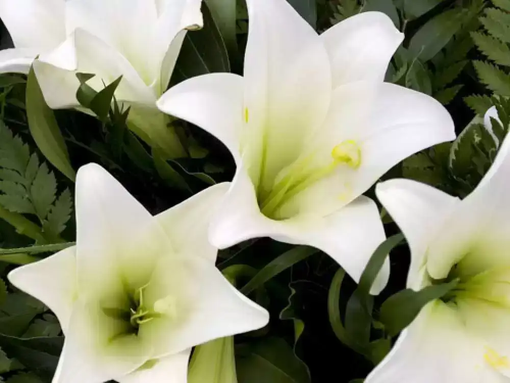 May’s Funeral Service